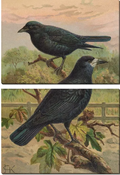 Картина Бережливая ворона