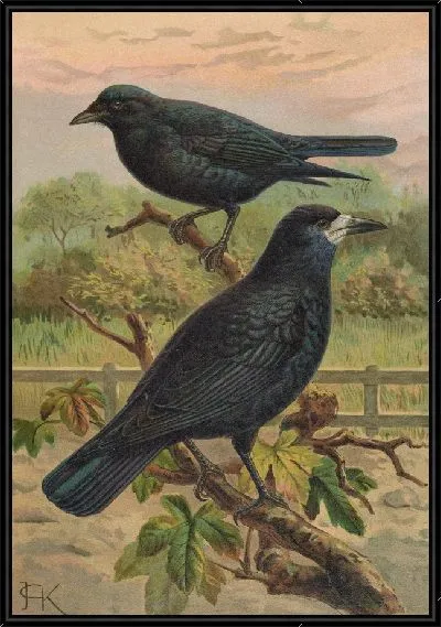 Картина Бережливая ворона