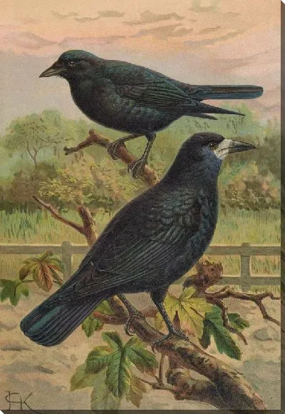 Картина Бережливая ворона