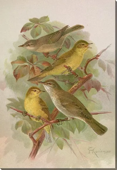 Картина Бледный гиполайс