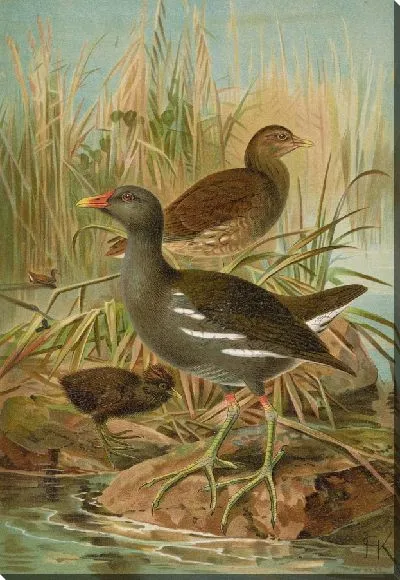 Картина Галлинула хлоропус