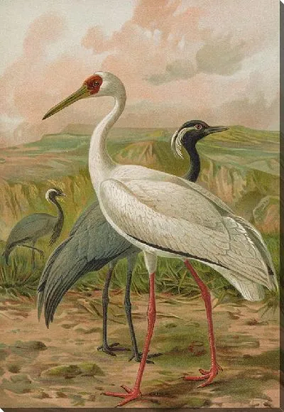 Картина Грас дева, Грас левкогеранус Пелена