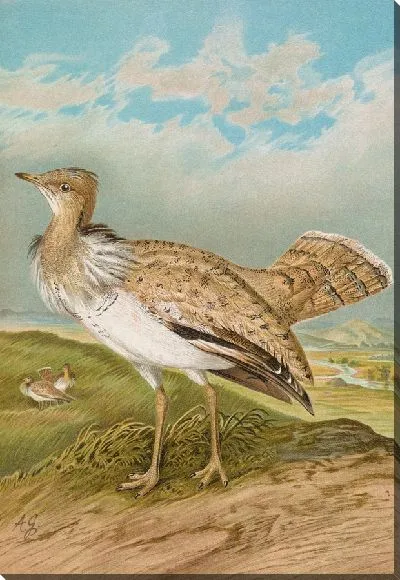 Картина Губара Маккуини