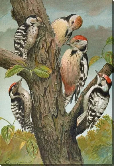 Картина Дендрокопус средний, Дендрокопус малый