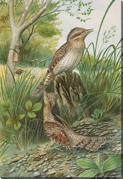 Картина Джинсы Торкилья