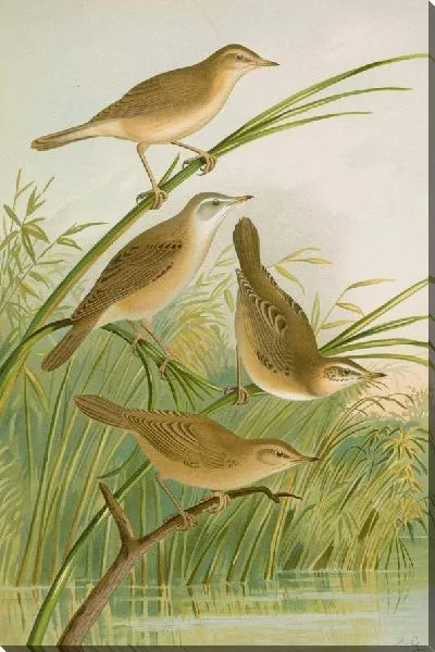 Картина Кроцефалус стреперус