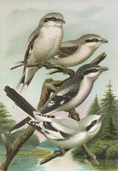 шаблон id 34