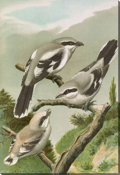 Картина Ланиус экскубитор