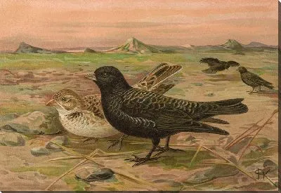 Картина Меланокорифа желтая