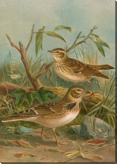 Картина Меланокорифа каландра