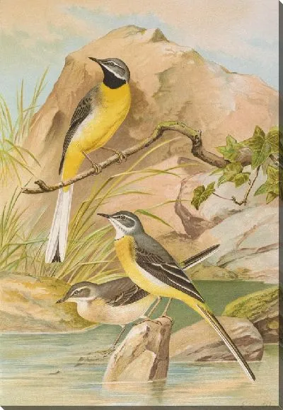 Картина Мотацилла боарула