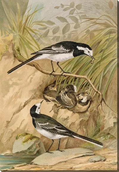 Картина Мотацилла мрачная Темм