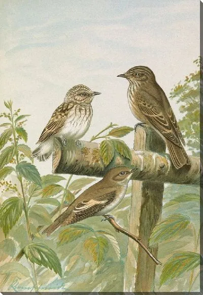 Картина Мускатная капуста гризола, мускатная капуста атрикапилла