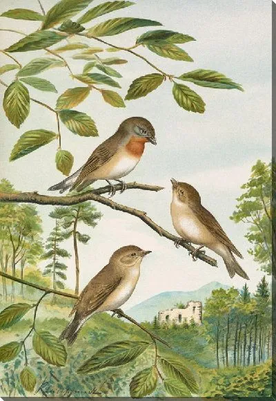 Картина Мускикапа парва Бехст