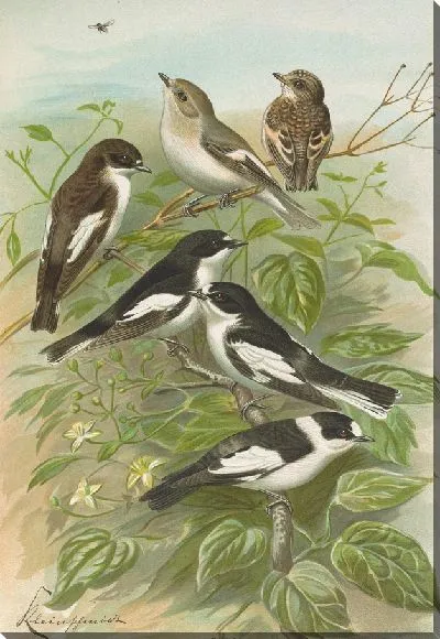 Картина Мусцикапа атрикапилль