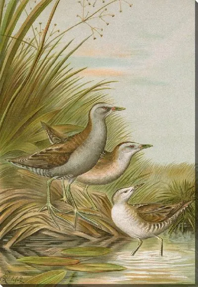 Картина Ортигометр парва