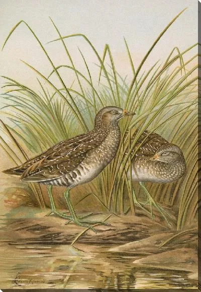 Картина Ортигометр Поржана