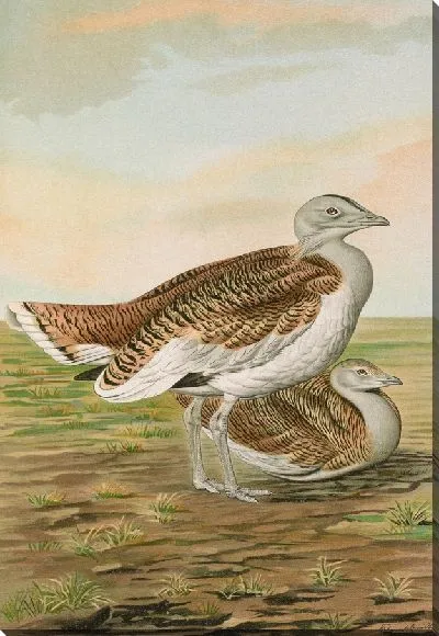 Картина Отис тарда