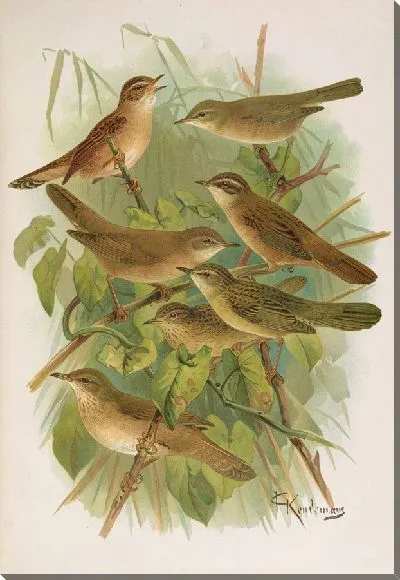 Картина Сочная лущиниола