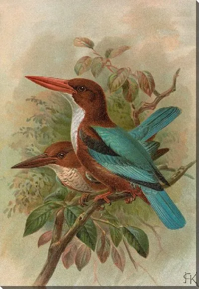 Картина Тихоходка смирнская