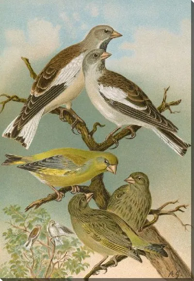 Картина Хлорис хлорис