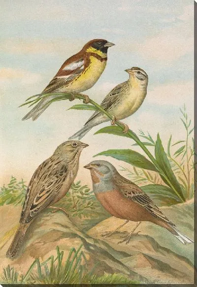 Картина Эмбериза ореола Палла, Эмбериза цезия Кречмар