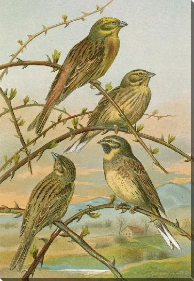 Картина Эмбериза цитринелла, Эмбериза цирлюс