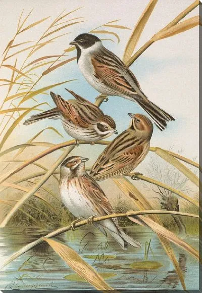 Картина Эмбериза шениклус