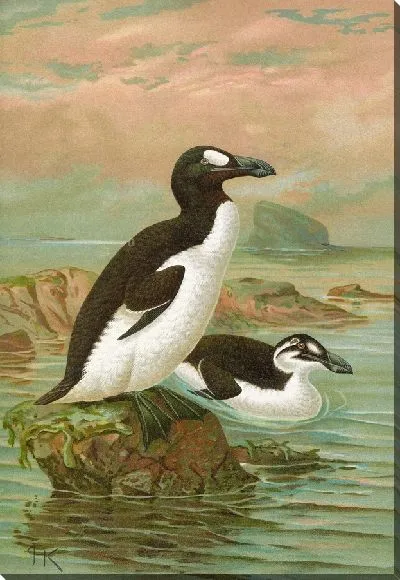 Картина Алька импеннис