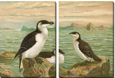 Алька Торда (2)