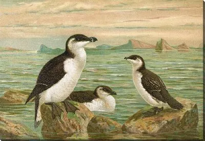 Алька Торда (2)