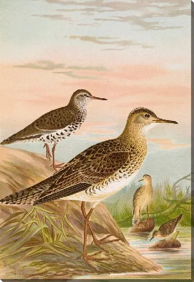 Картина Бартрамия длиннохвостая (2)