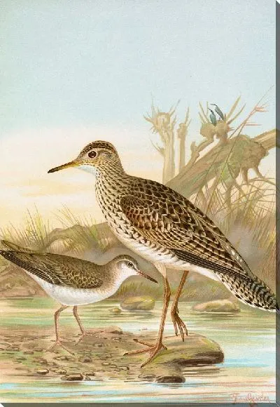 Картина Бартрамия длиннохвостая