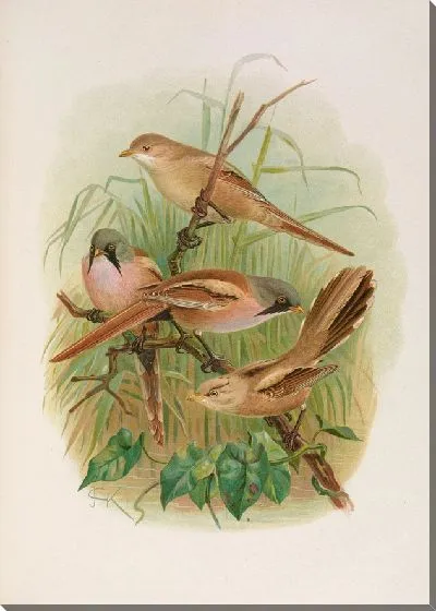 Картина Биармический панур