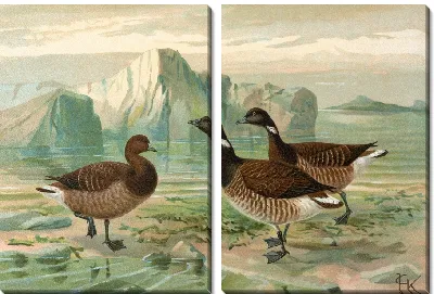 Картина Бранта берникла