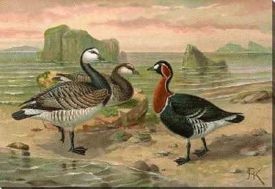 Картина Бранта лейкопсисовая