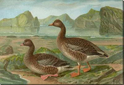 Картина Гусь фабалис