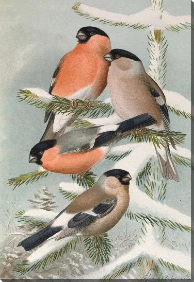 Картина Европейская пиррула