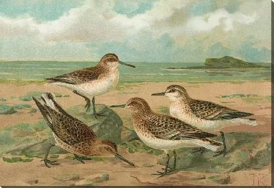 Картина Калидрис Аренария