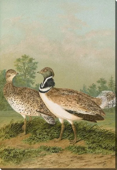 Картина Отис тетракс