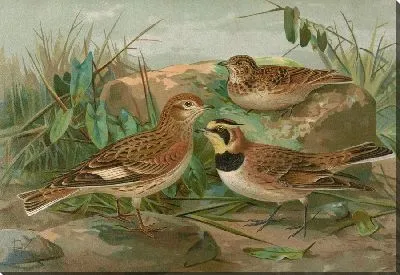 Картина Отокорис альпийский, Меланокорифа сибирская