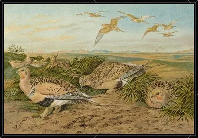 Парадокс Сирраптеса