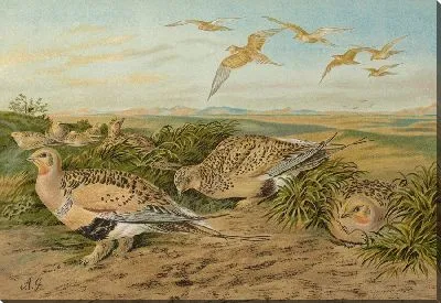 Парадокс Сирраптеса