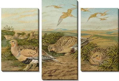 Парадокс Сирраптеса