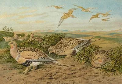 Парадокс Сирраптеса