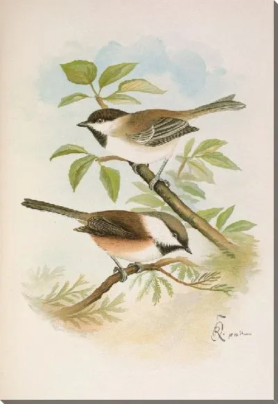 Картина Парус цинктус, Парус лугубрис