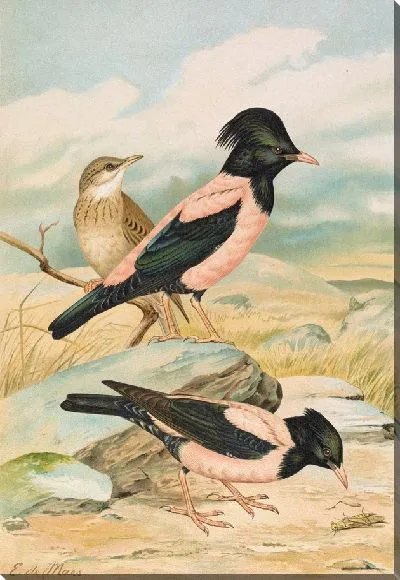 Картина Пастор Роузеус