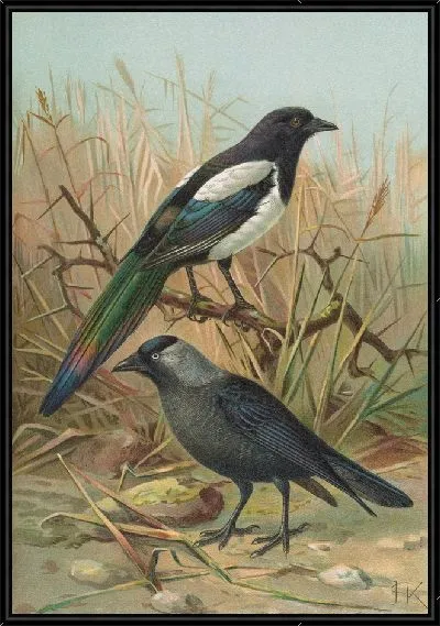 Картина Пика-пика, Lycus monedula