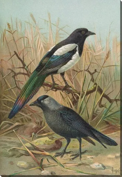 Картина Пика-пика, Lycus monedula