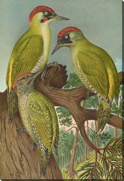 Картина Пикус зеленый